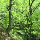 img0017_th