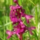 l_7-0729_img_th