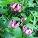 img0057_th