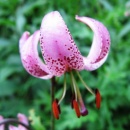 img0058_th