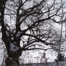 img_8699_th