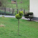 img_2195_1