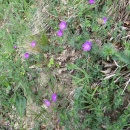 IMG_3983 (800 x 600)