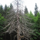 IMG_3490 (600 x 800)