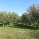 IMG_0008_1