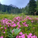 ResizerImage-20