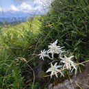 IMG_20240721_114530