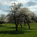 DSCF8586