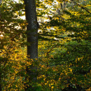 DSCF8607