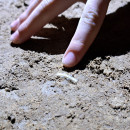 Stonoga2