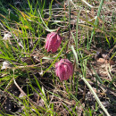 IMG_20260308_123345