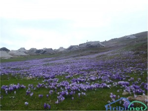 velika planina